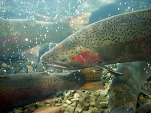 male steelhead trout, photo by Pat Higgins