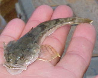 staghorn_sculpin, photo by Pat Higgins