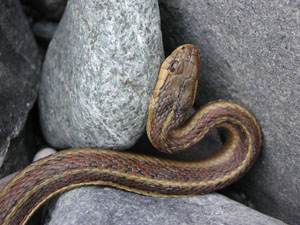 Western aquatic garter snake at mouth of Klamath River. Photo by Diane Higgins