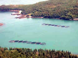 Photo of Maine aquaculture net pens. By Ed Baum, Atlantic Salmon Unlimited.