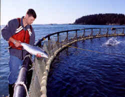 Photo courtesy of the Atlantic Salmon Comission.