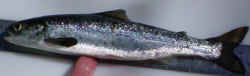 Atlantic salmon smolt. Provided by Melissa Halsted, SVCA.
